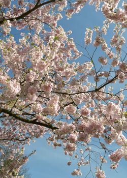 L'arbre en fleurs